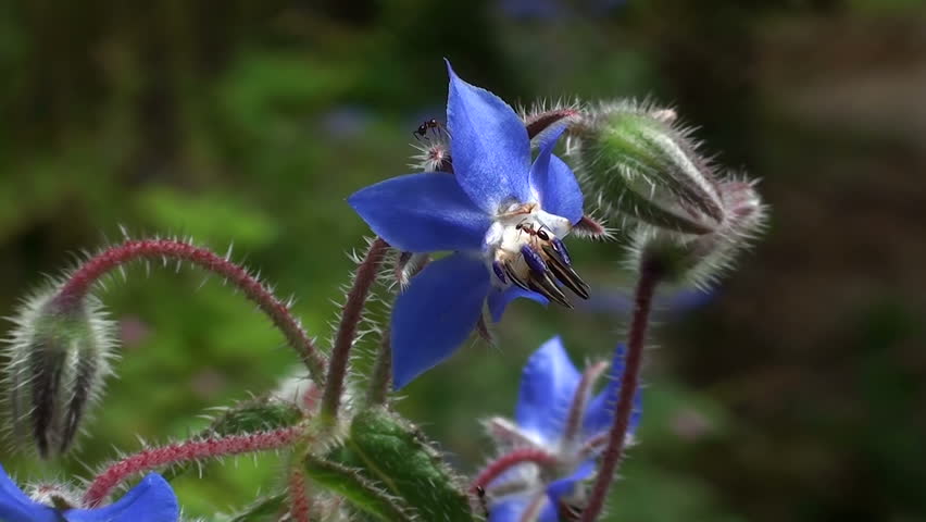 星形の青花が美しい大型のハーブ 「ボリジ」