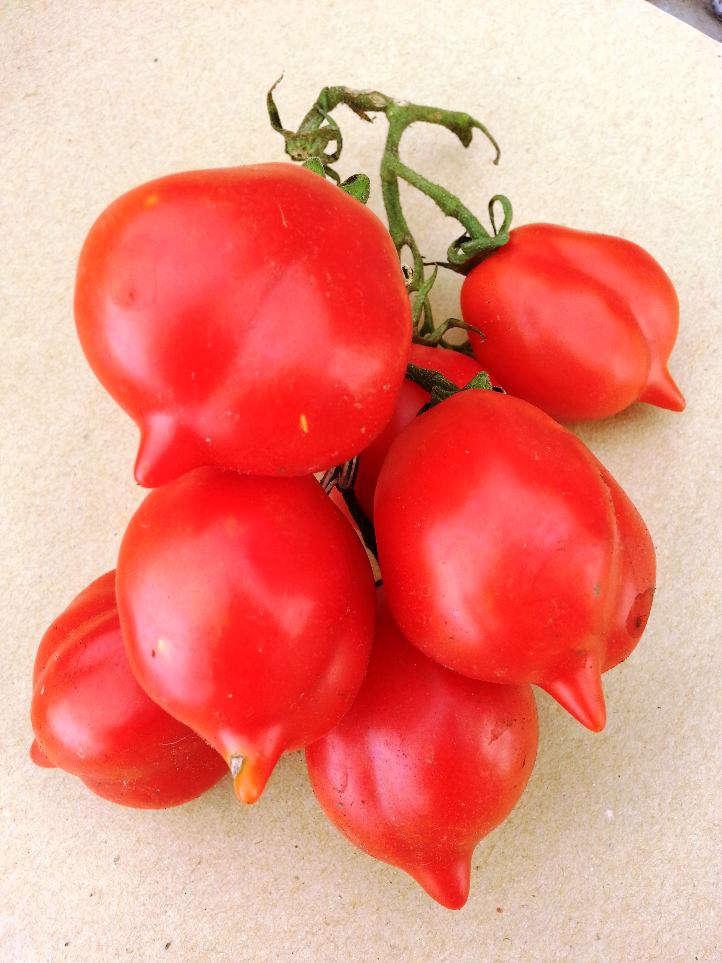ナポリの赤い宝石ピエンノロトマト