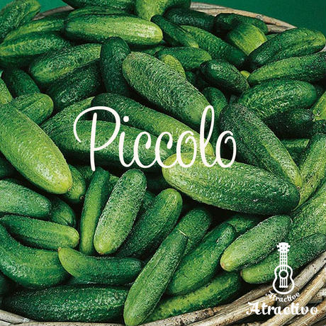 イタリア野菜のミニキュウリ・ピッコロの種