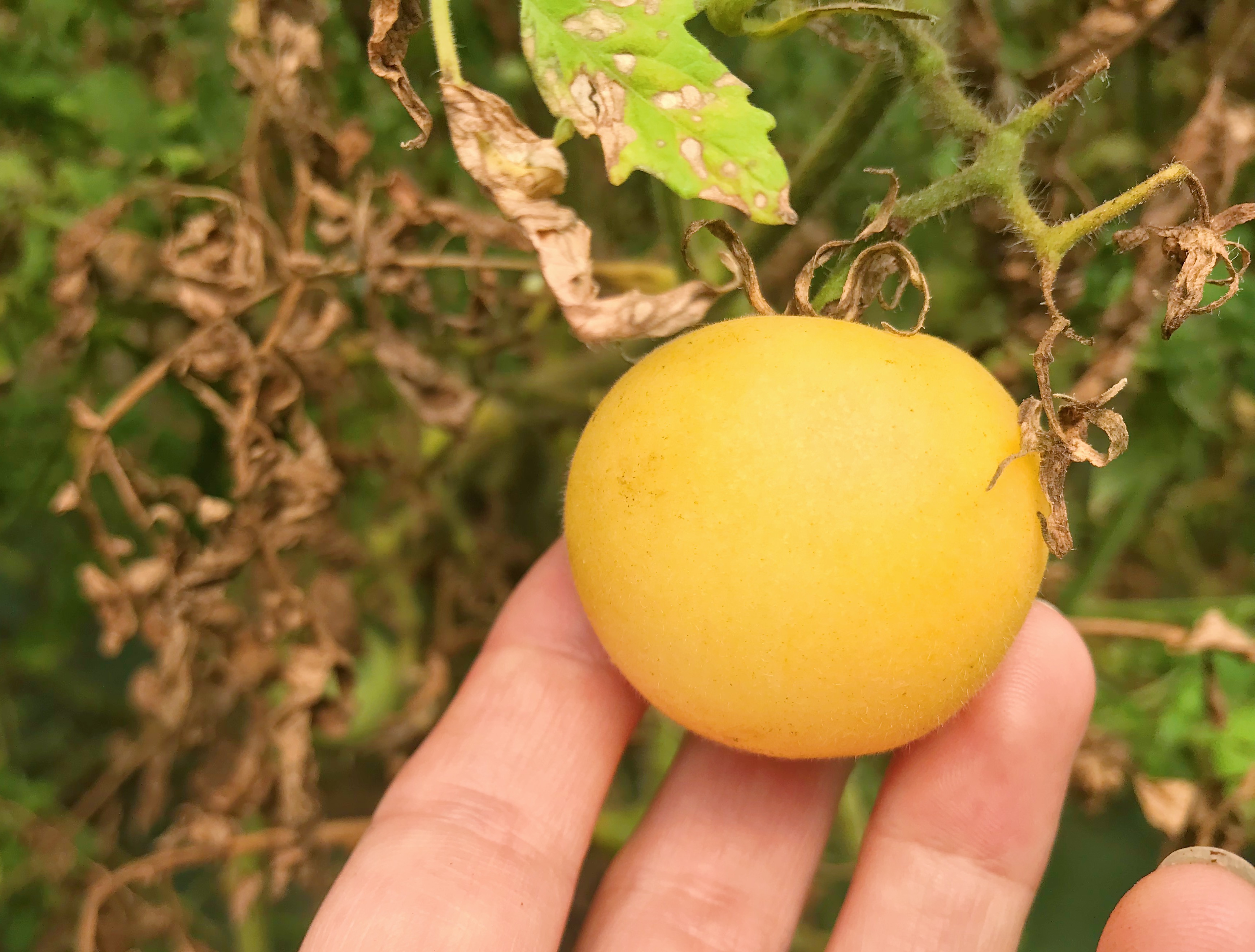 桃のようにかわいい甘味が強くさわやかな味わい/ガーデンピーチトマト