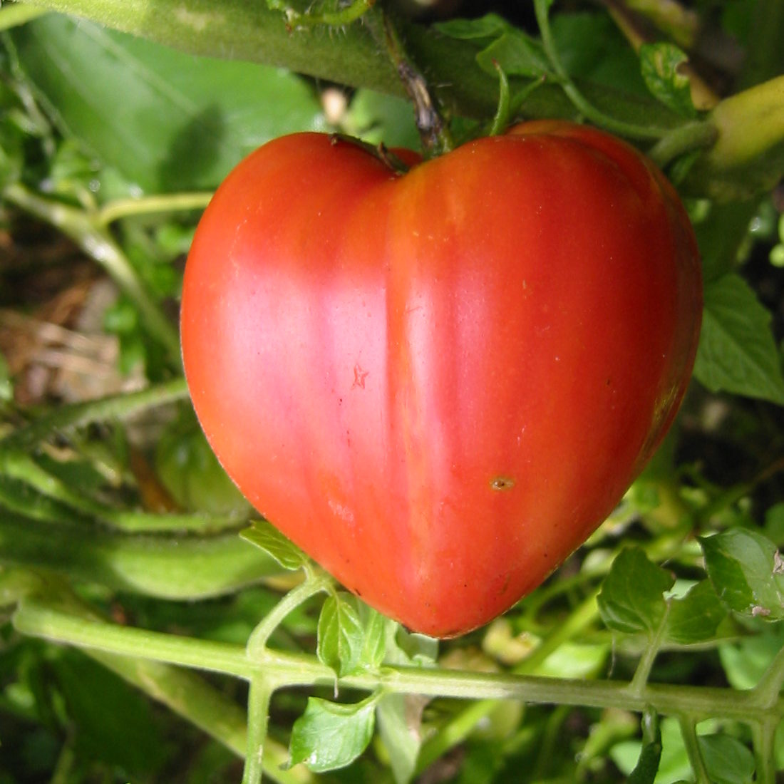 牛の心臓と呼ばれるトマト/ビーフステーキトマト