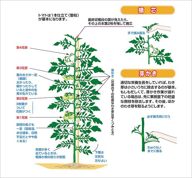 イタリア野菜サンマルツァーノトマトの栽培方法