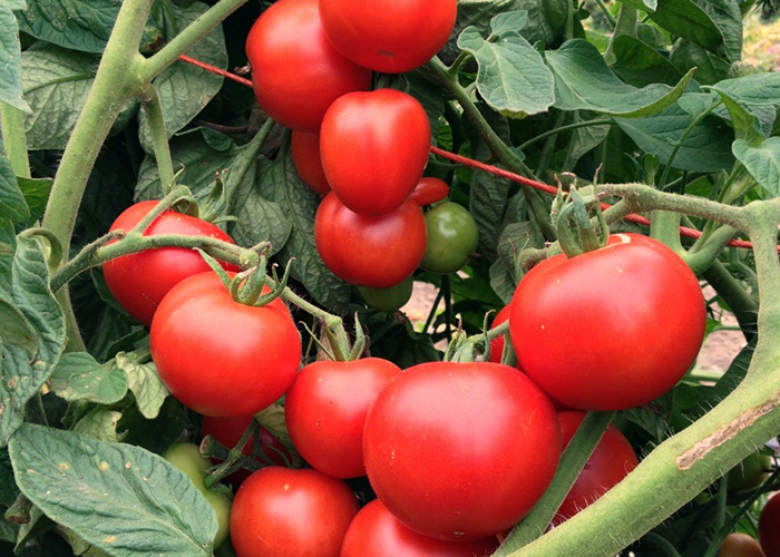 ドイツからの伝統的な品種マティナトマト