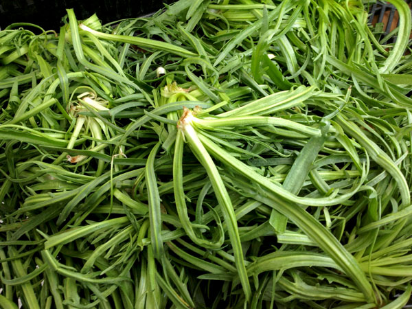 イタリア語で「星の草」という名の野菜・エルバステラ